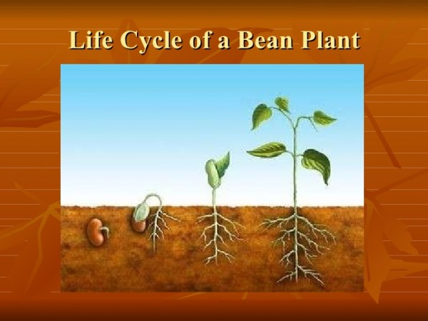 plant-presentation-21-728