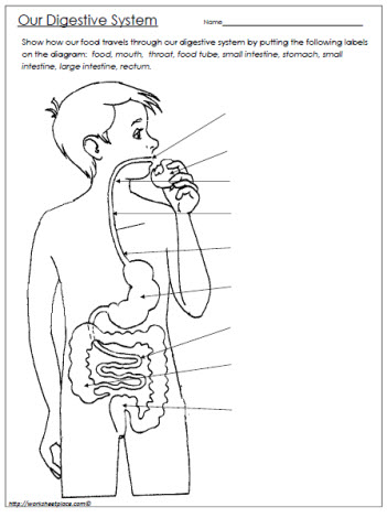 Digestive-System